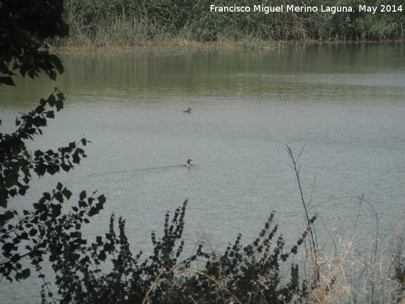 Laguna - Laguna. Porrones