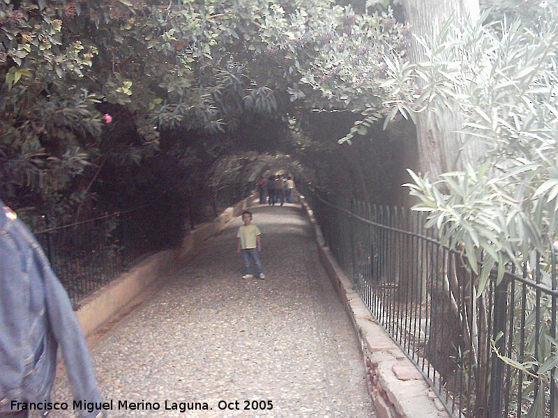 Generalife. Paseo de las Adelfas - Generalife. Paseo de las Adelfas. 