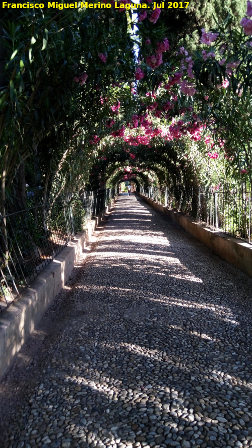 Generalife. Paseo de las Adelfas - Generalife. Paseo de las Adelfas. 