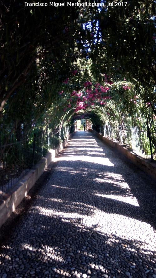 Generalife. Paseo de las Adelfas - Generalife. Paseo de las Adelfas. 