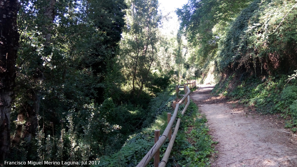 Sendero del Bosque - Sendero del Bosque. 