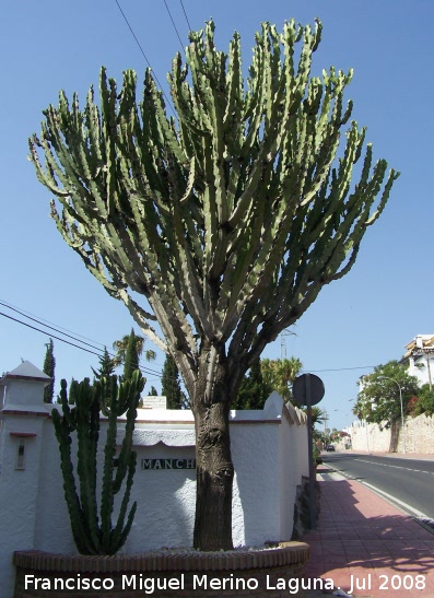 Cactus candelabro - Cactus candelabro. Benalmdena