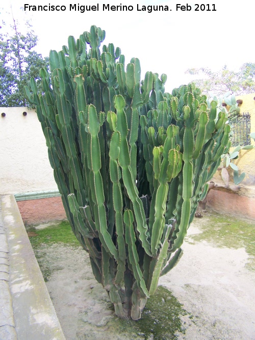 Cactus candelabro - Cactus candelabro. Tabernas