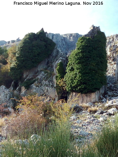 Aznaitn - Aznaitn. Rocas cubierta de yedra en la parte de Jimena