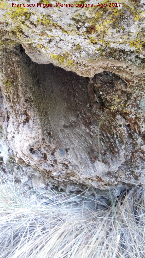 Yacimiento de Troncos fsiles del Tercero - Yacimiento de Troncos fsiles del Tercero. Corteza