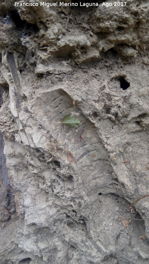 Yacimiento de Troncos fsiles del Tercero - Yacimiento de Troncos fsiles del Tercero. Corteza fsil