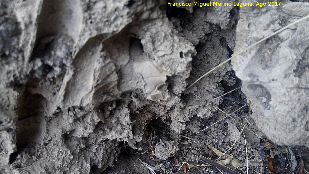 Yacimiento de Troncos fsiles del Tercero - Yacimiento de Troncos fsiles del Tercero. Cortezas y hoja fsil