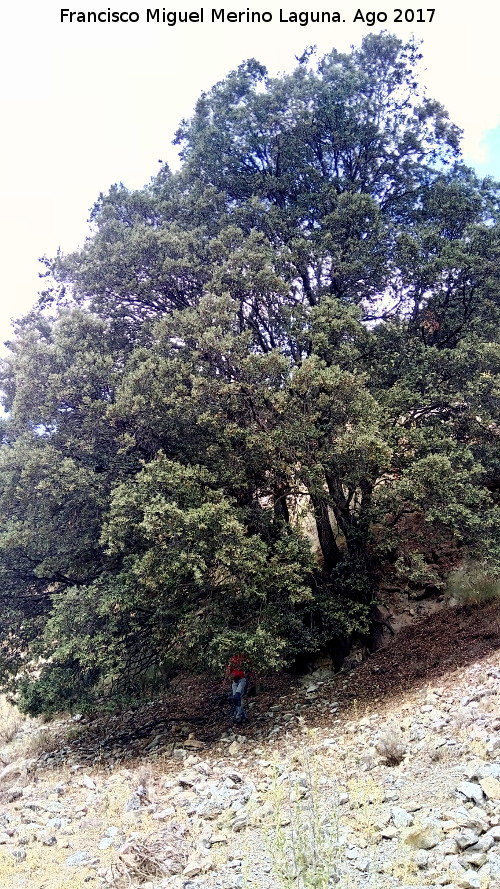 Encina del Tercero - Encina del Tercero. 