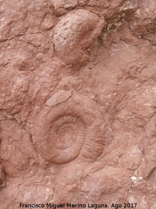 Yacimiento de fsiles de los Tajos del Buitre - Yacimiento de fsiles de los Tajos del Buitre. 