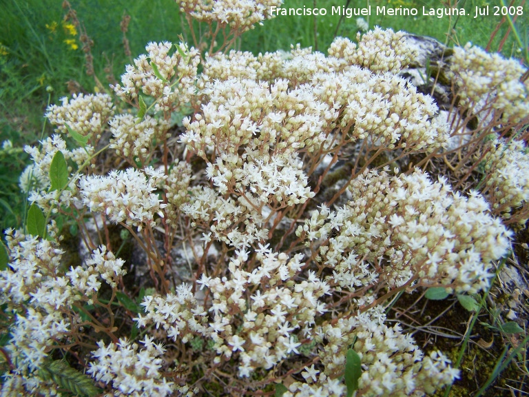 Ua de gato blanca - Ua de gato blanca. Segura