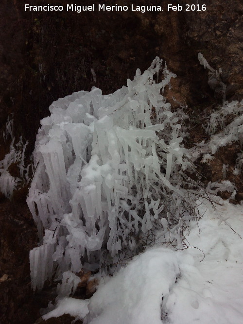 Cascada del Zurren - Cascada del Zurren. Arbusto congelado