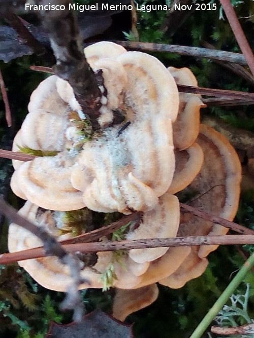 Trametes ochracea - Trametes ochracea. El Vaquerizo - Castellar