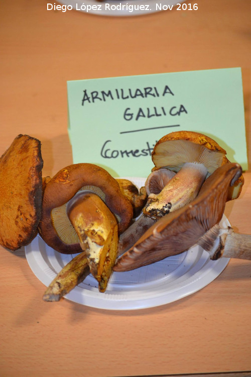 Armillaria de pie bulboso - Armillaria de pie bulboso. Navas de San Juan