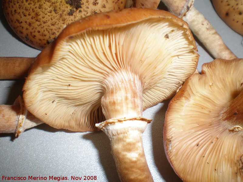 Armillaria de pie bulboso - Armillaria de pie bulboso. 