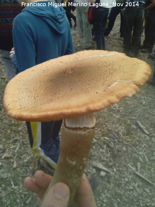 Armillaria de pie bulboso - Armillaria de pie bulboso. El Vaquerizo - Castellar