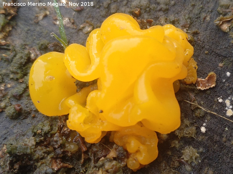 Tremella mesenterica - Tremella mesenterica. 