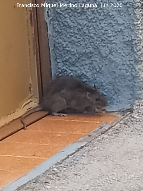 Rata parda - Rata parda. Los Villares