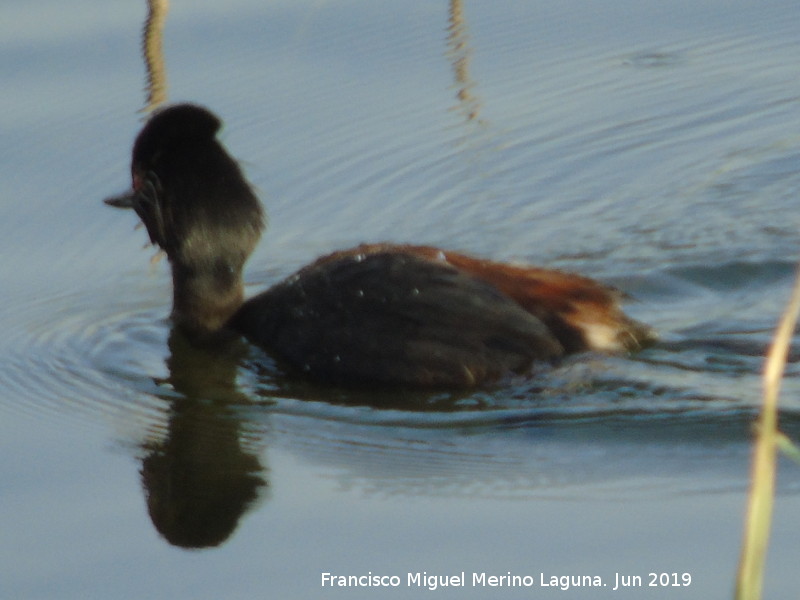 Pjaro Zampulln cuellinegro - Pjaro Zampulln cuellinegro. Laguna Dulce - Campillos