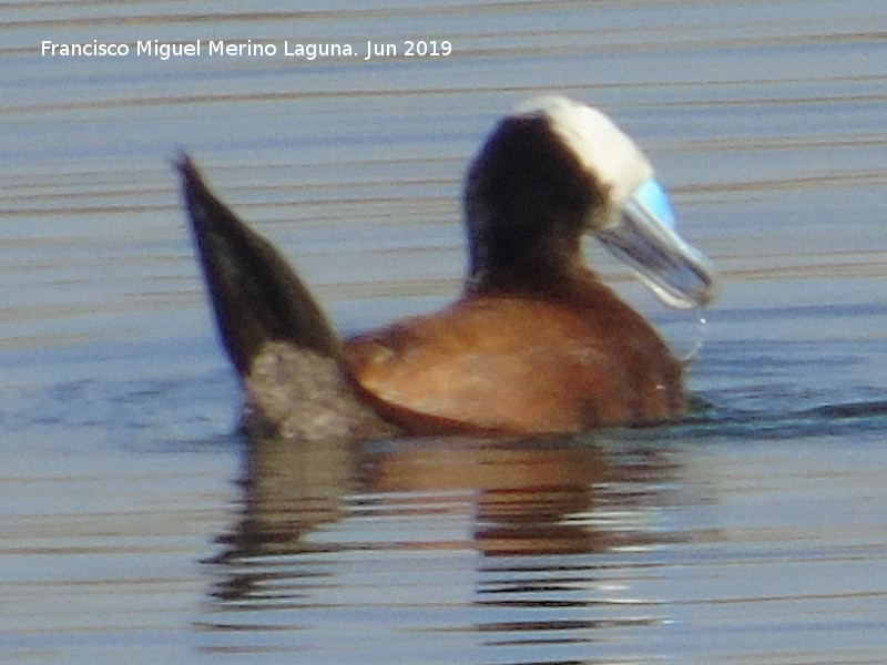 Pjaro Mavasa cabeciblanca - Pjaro Mavasa cabeciblanca. Laguna Dulce - Campillos