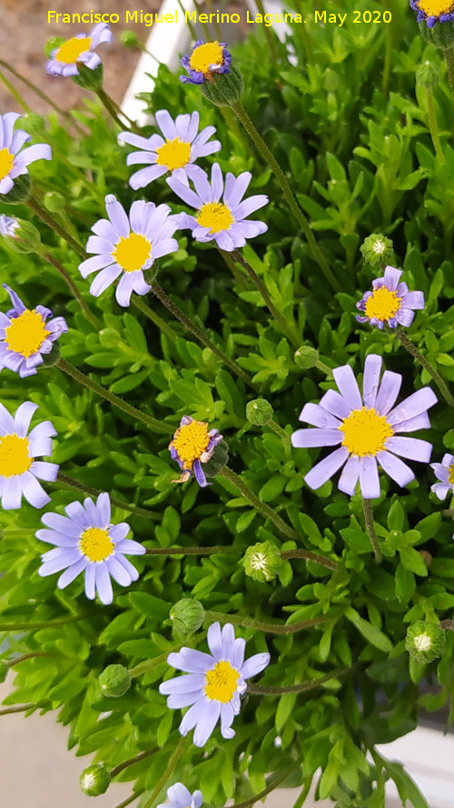 Margarita azul - Margarita azul. Ja�n