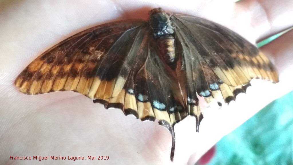 Mariposa del madroo - Mariposa del madroo. Navas de San Juan