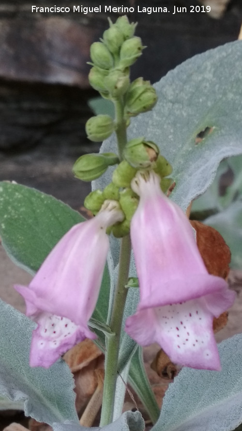 Dedalera - Dedalera. Poyos de la Cimbarra - Aldeaquemada