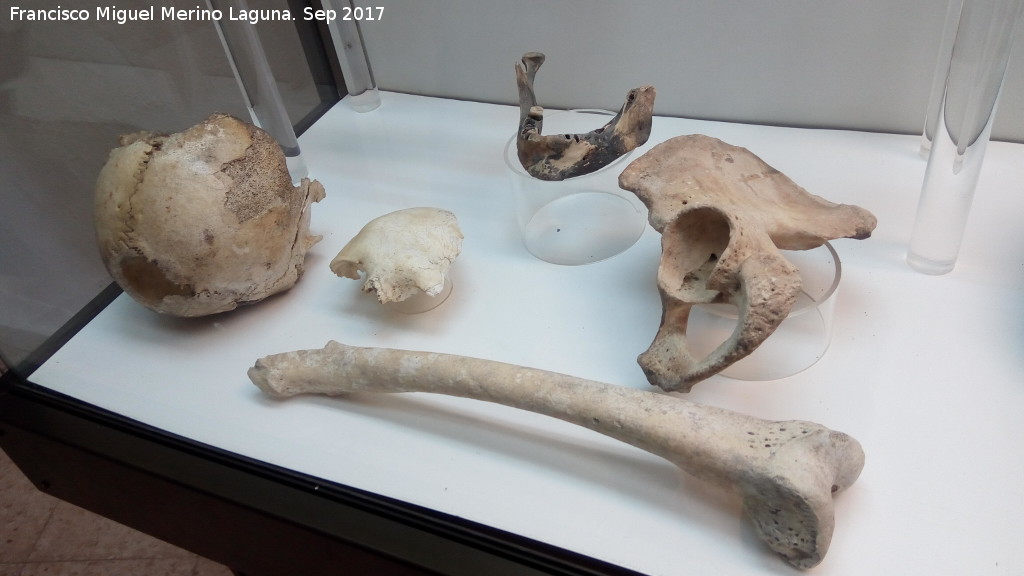 Neoltico - Neoltico. Huesos humanos del neoltico. Cueva de los Murcilagos. Museo Histrico de Zuheros