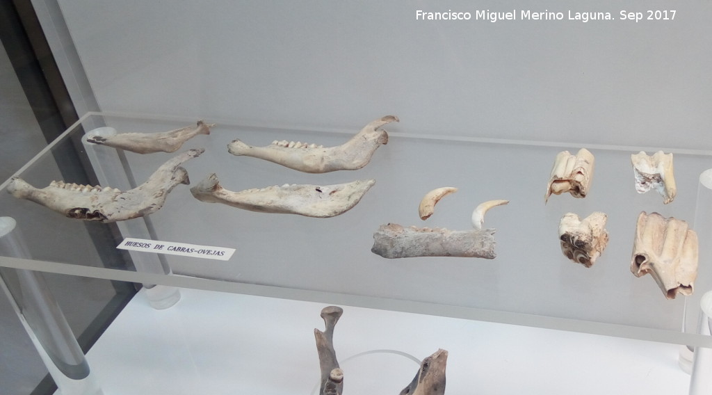 Neoltico - Neoltico. Huesos de cabras y ovejas. Museo Histrico de Zuheros