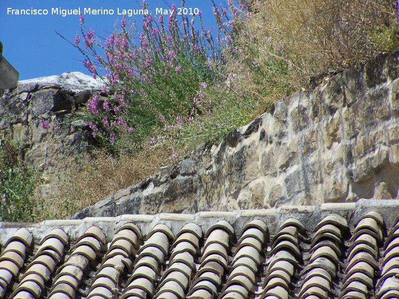 Torren de la Crcel de los Caballeros - Torren de la Crcel de los Caballeros. Muralla entre las casas desde el Postigo de la Calancha hasta el Torren de la Crcel de los Caballeros