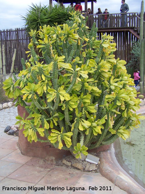 Cactus Corona - Cactus Corona. Tabernas