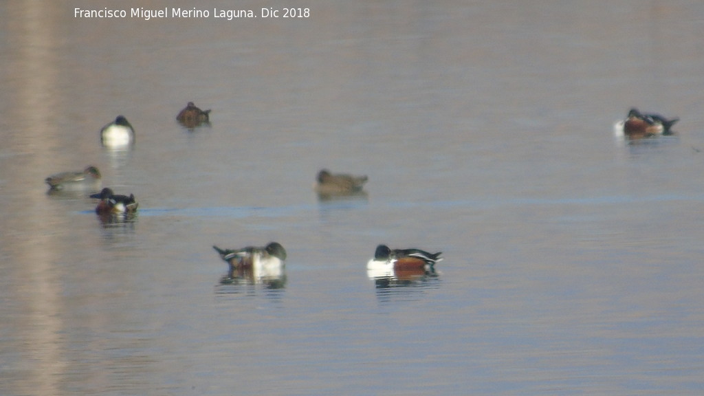 Pjaro Pato Cuchara - Pjaro Pato Cuchara. Tablas de Daimiel