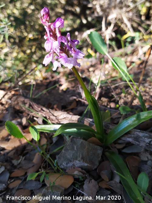 Orqu�dea Satir�n manchado - Orqu�dea Satir�n manchado. Cordel del Salado - Montej�car