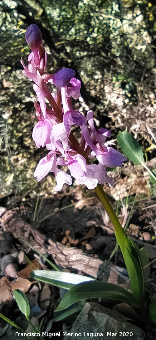 Orqu�dea Satir�n manchado - Orqu�dea Satir�n manchado. Cordel del Salado - Montej�car