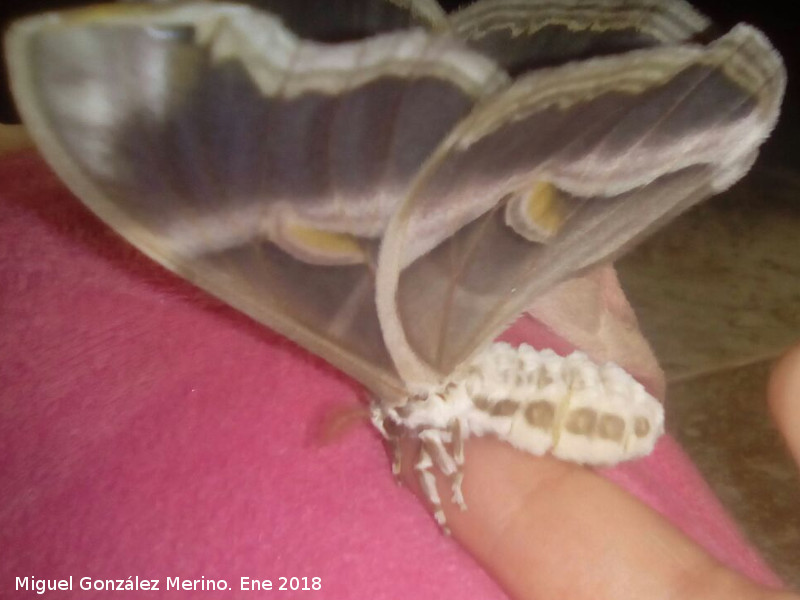 Mariposa de Seda del Ailanto - Mariposa de Seda del Ailanto. Navas de San Juan