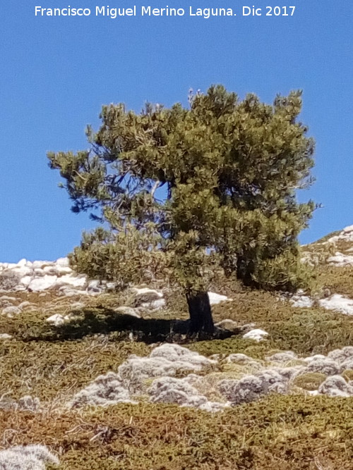 Mgina - Mgina. El pino que se encuentra a mayor altitud del Mgina