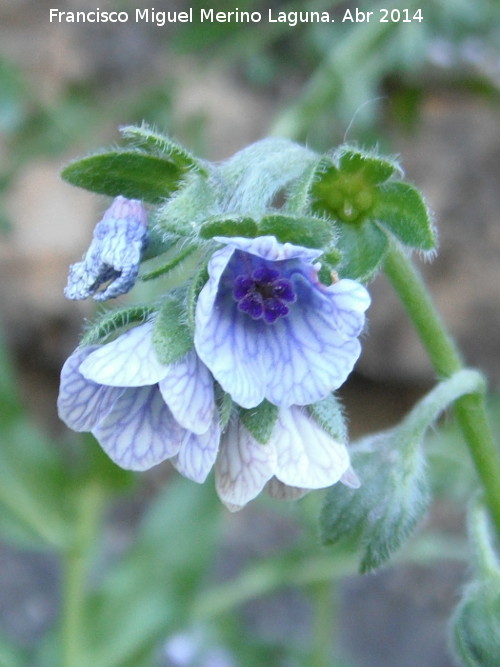 Lengua de perro - Lengua de perro. Flor. Arroyo de la Estrella - Navas de San Juan