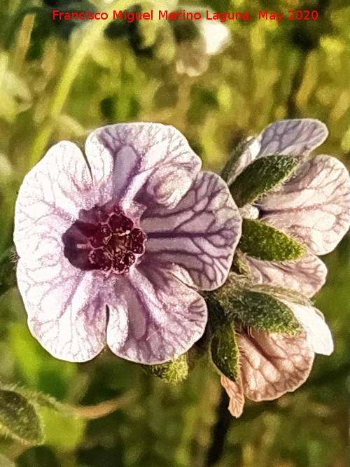 Lengua de perro - Lengua de perro. Flores. La Veleta - Los Villares
