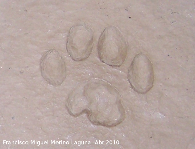 Lince ibrico - Lince ibrico. Huella