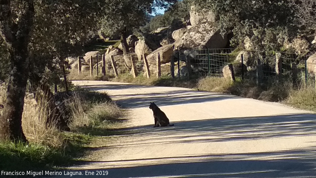 Lince ibrico - Lince ibrico. Zarzalejo - Andjar