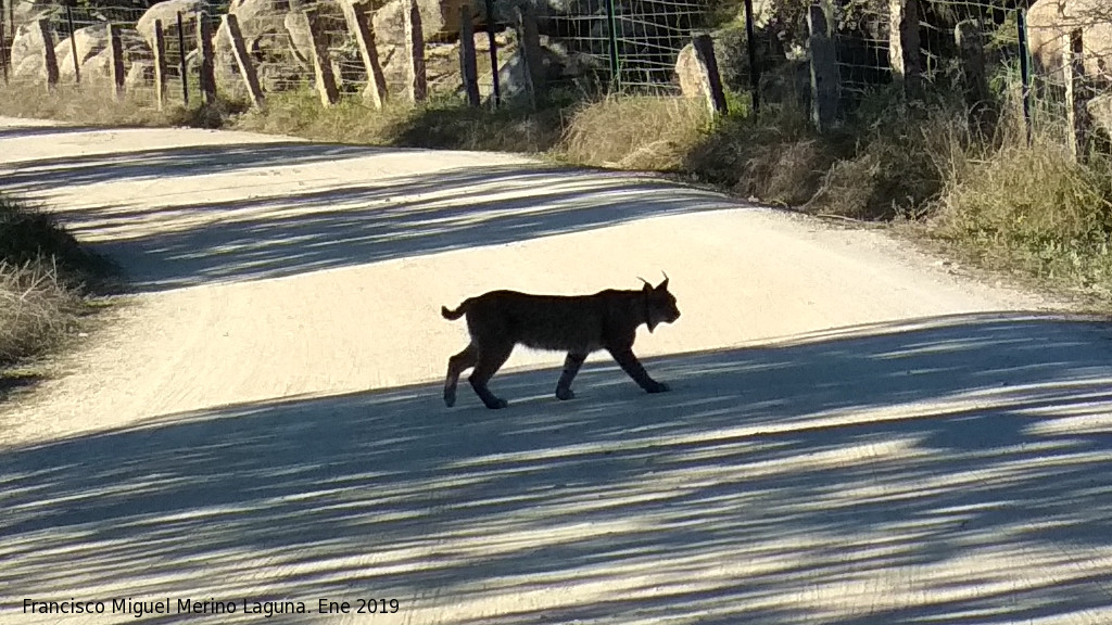 Lince ibrico - Lince ibrico. Zarzalejo - Andjar