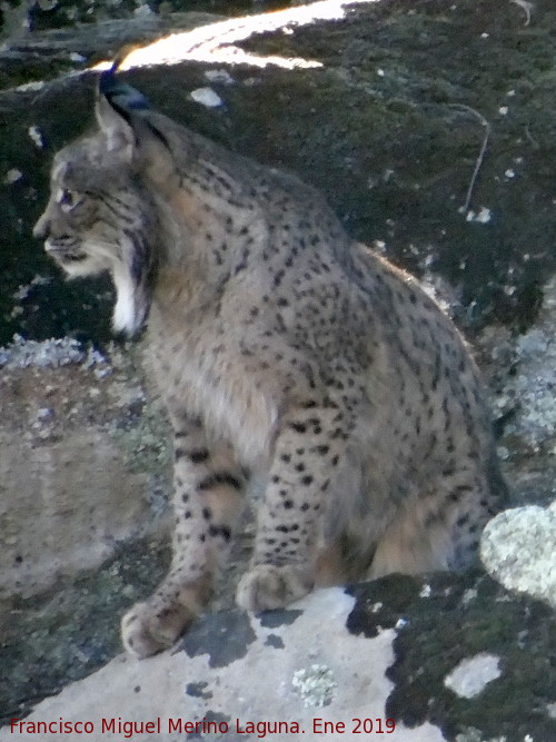 Lince ibrico - Lince ibrico. Zarzalejo - Andjar