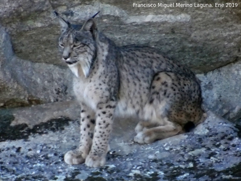 Lince ibrico - Lince ibrico. Zarzalejo - Andjar