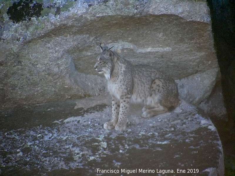 Lince ibrico - Lince ibrico. Zarzalejo - Andjar