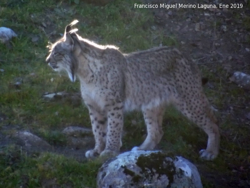 Lince ibrico - Lince ibrico. Zarzalejo - Andjar