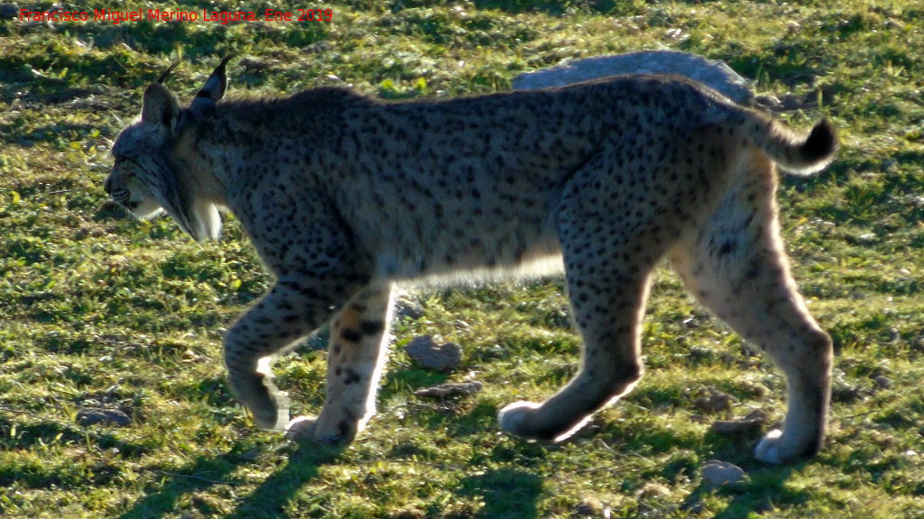 Lince ibrico - Lince ibrico. Zarzalejo - Andjar