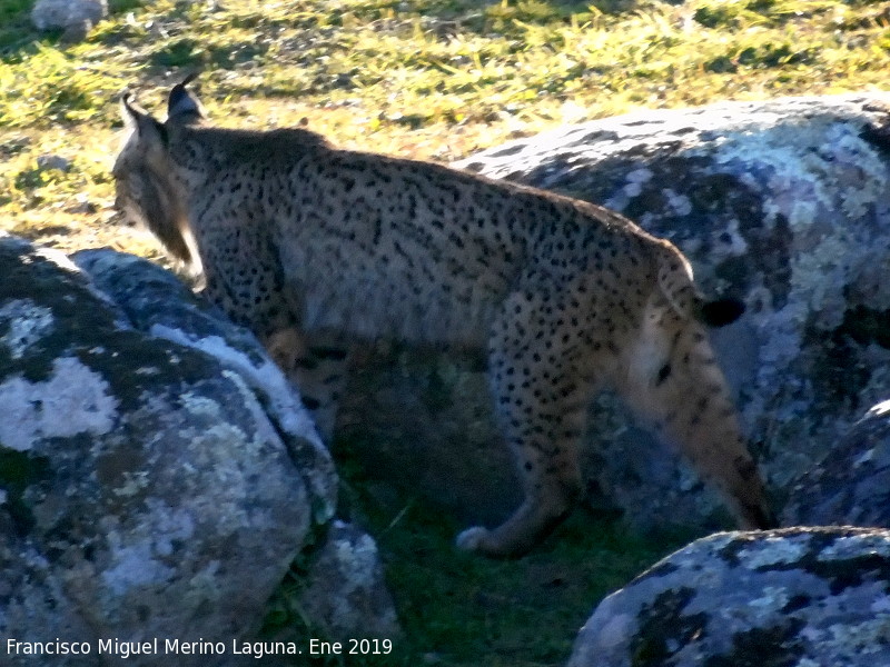 Lince ibrico - Lince ibrico. Zarzalejo - Andjar