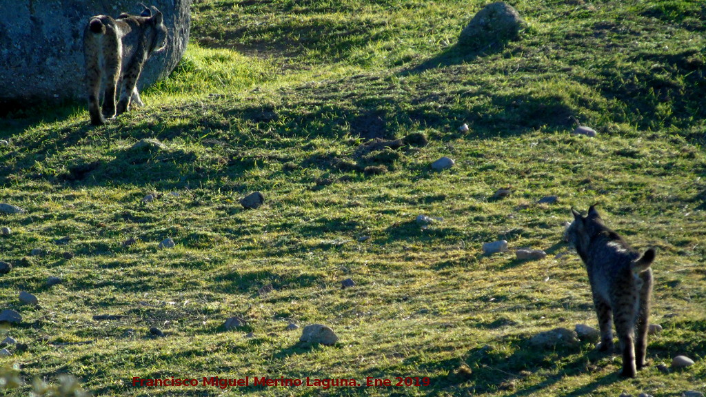 Lince ibrico - Lince ibrico. Zarzalejo - Andjar