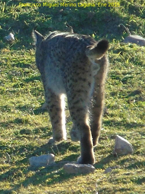 Lince ibrico - Lince ibrico. Zarzalejo - Andjar