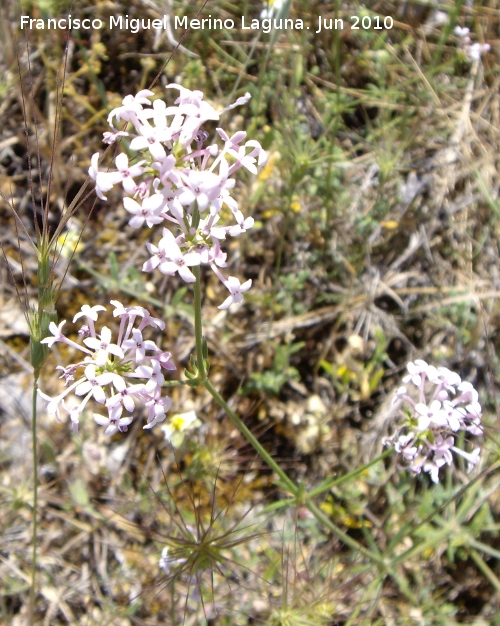 Asperula hirsuta - Asperula hirsuta. Camino del moro - Martos