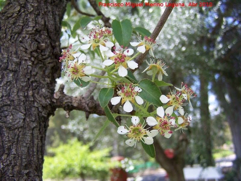 Pirutano - Pirutano. Flores y corteza